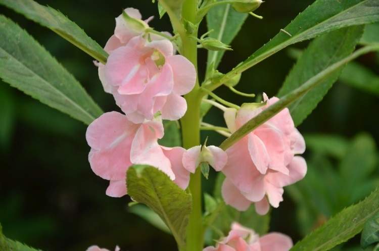 海上花語|鳳仙花:有鳳來儀,矯矯展翅