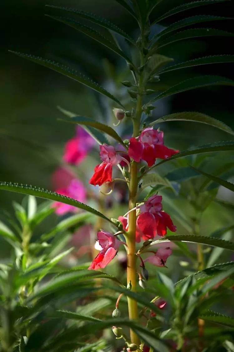 海上花语|凤仙花:有凤来仪,矫矫展翅