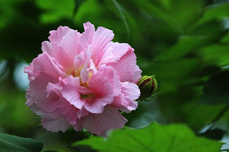 芙蓉花俗名图片