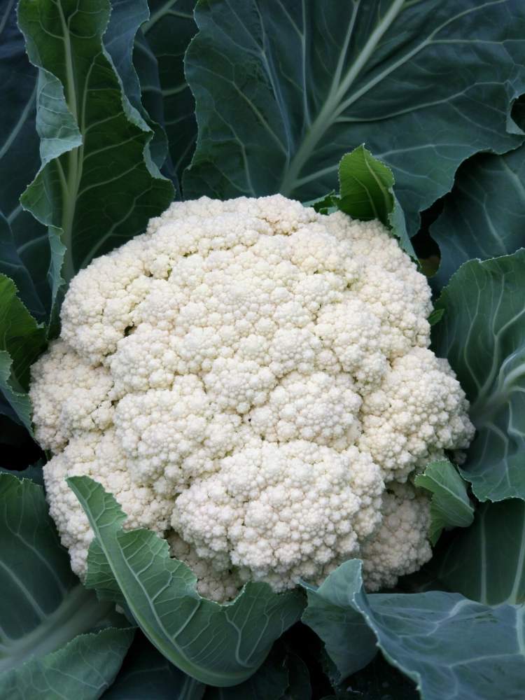 绿色松花菜本月底上市!热炒做色拉兼具,鼎塔了!