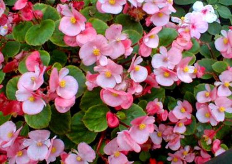 海上花语|相思草:翠叶纷披花满枝