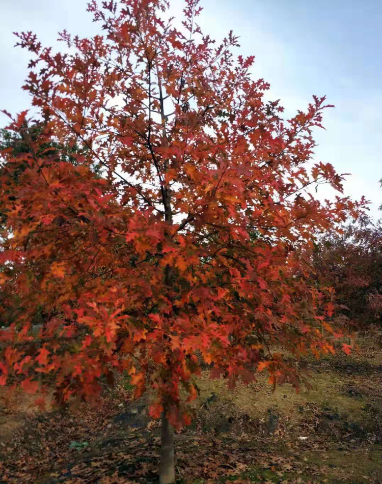 陕西北路街头来了大明星"娜塔莉"?