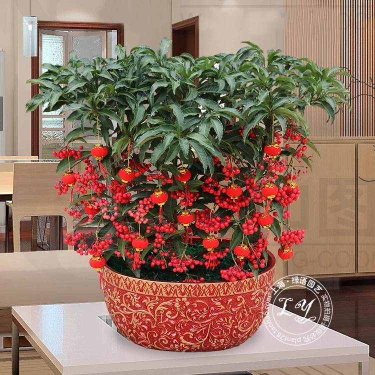 富贵子     :网络