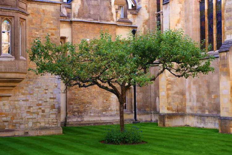 "牛顿苹果树"在辰山植物园开花结果啦