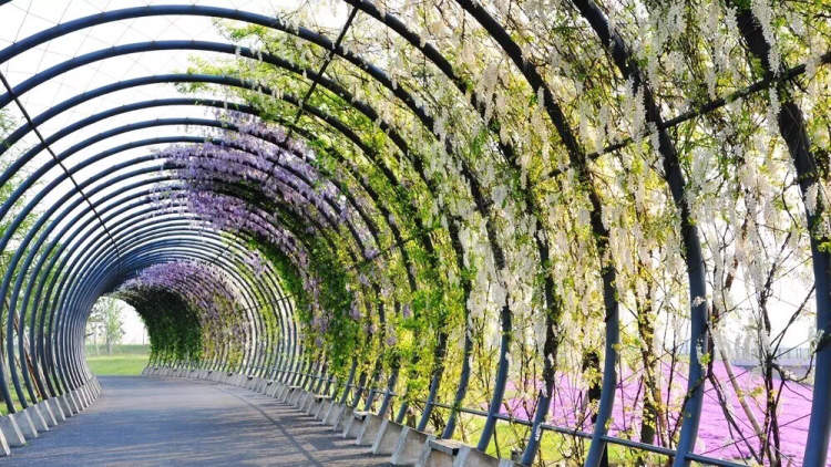 紫藤花开今起可预约游览嘉定紫藤园4月5日起凭预约入园每日限额3000