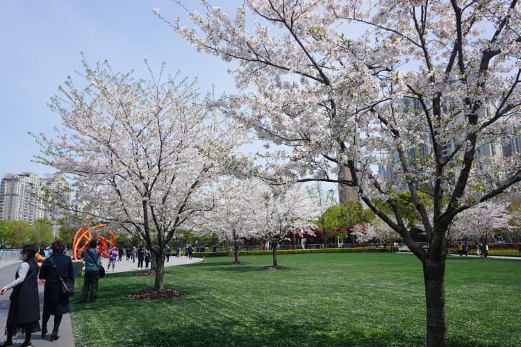 和粉色的大寒樱不同,染井吉野的颜色更接近白色,风一吹如白雪纷飞,极