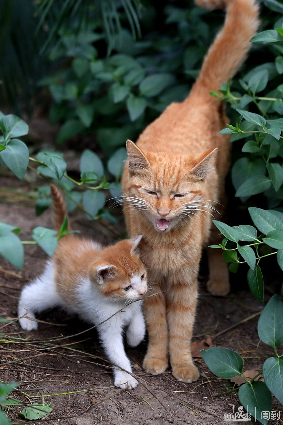 静安公园:猫妈妈与三只萌萌的小奶猫 