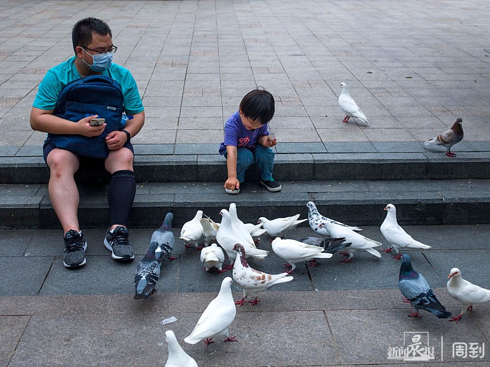 周末到人民广场喂鸽子,鸽子撒欢人快乐 | 晨镜头