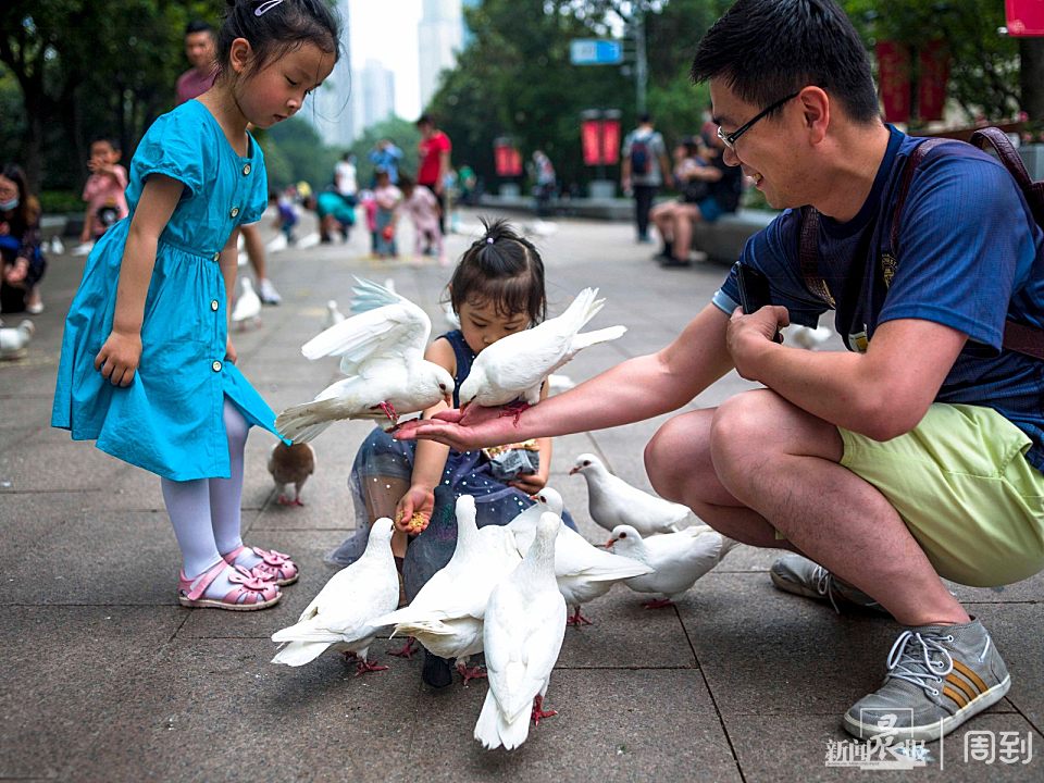 周末到人民广场喂鸽子,鸽子撒欢人快乐 | 晨镜头