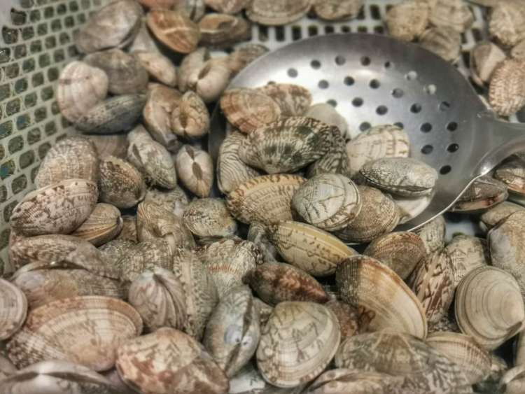 休渔期老饕解馋指南 花蛤 蛏子 蛤蜊 鲍鱼 竹蛏 贝壳类海鲜最肥美季到了 周到上海 休渔期老饕解馋指南 花蛤 蛏子 蛤蜊 鲍鱼 竹蛏 贝壳类海鲜最肥美季到了 周到上海