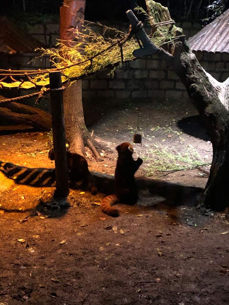 野生动物园开启夜游模式,晚风徐徐,坐船去探秘夜间的动物世界