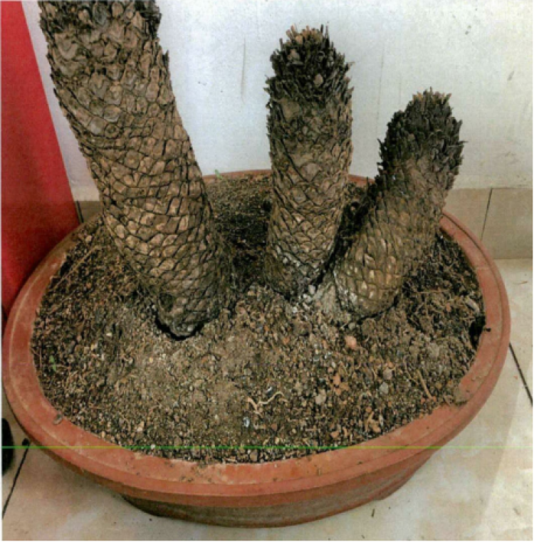 男子顺手牵走一盆白鳞铁树因盗窃罪被判刑