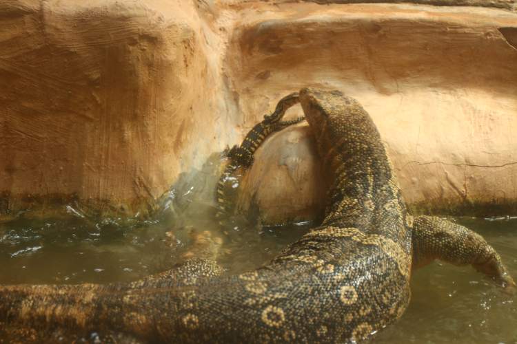 上海野生动物园蟒蛇区图片