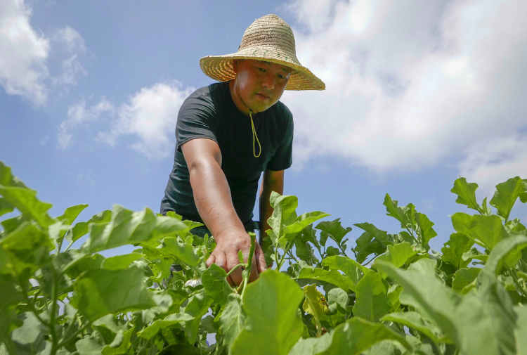 烈日高温下浦东农民一个人灌溉103亩韭菜