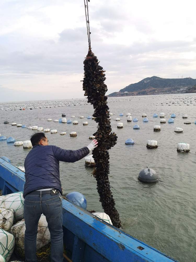 肉质细嫩,肥硕,有弹性和嚼劲,枸杞岛最美味的鲜活半野生厚壳贻贝开吃