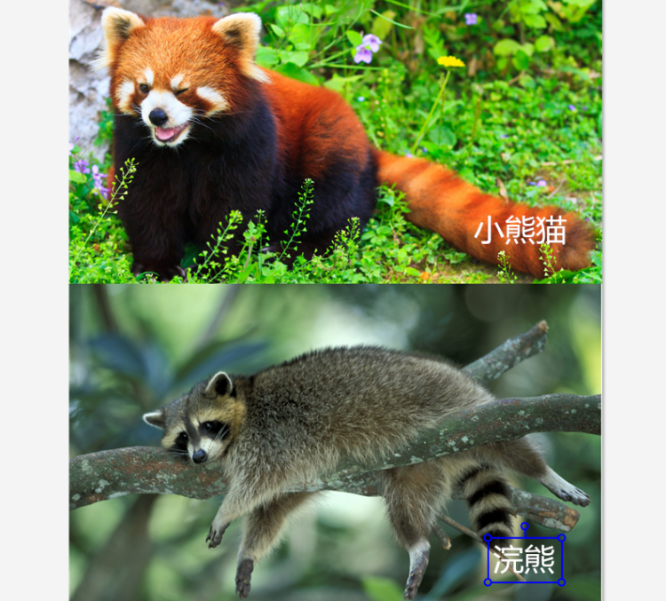 小熊猫?浣熊?傻傻分不清楚