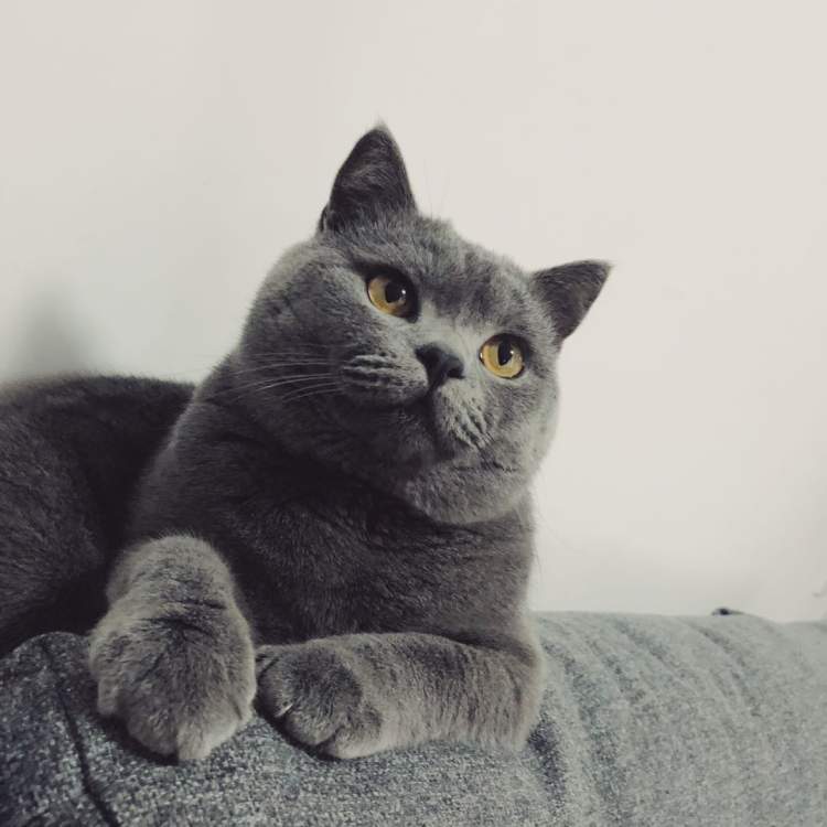 上海一市民被指捡到英短蓝猫后拒绝归还,灵魂拷问引热议