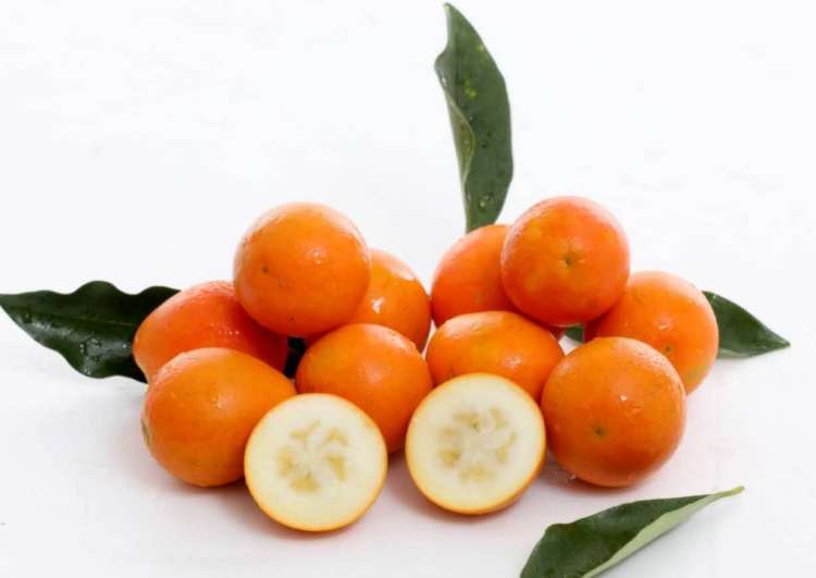 0版金桔上新,脆蜜金桔下月上旬入沪销售!