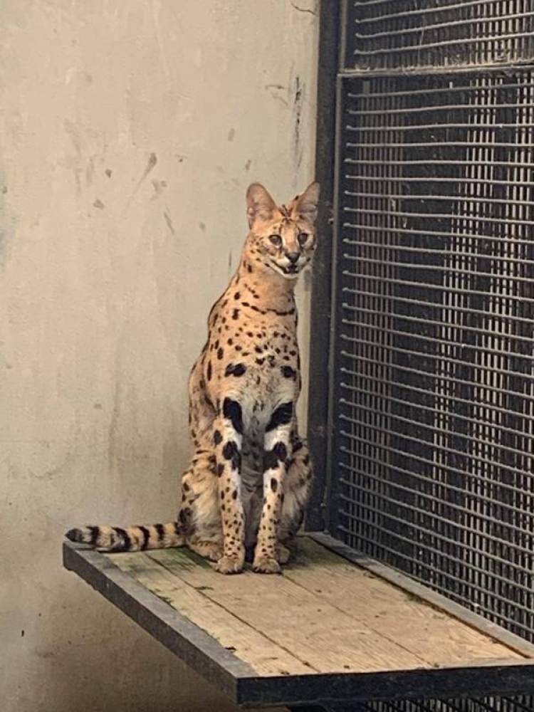 薮猫 豹猫 绿鬣蜥 这些 动物园在逃宠物 再可爱也别养 周到上海 薮猫 豹猫 绿鬣蜥 这些 动物园在逃宠物 再可爱也别养 周到上海