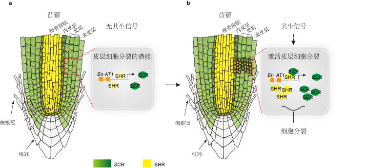 为什么豆科植物能与根瘤菌共生固氮中国科学家取得重大发现或有助于