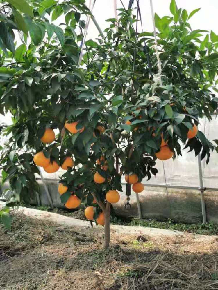 红美人柑橘树有多大图片