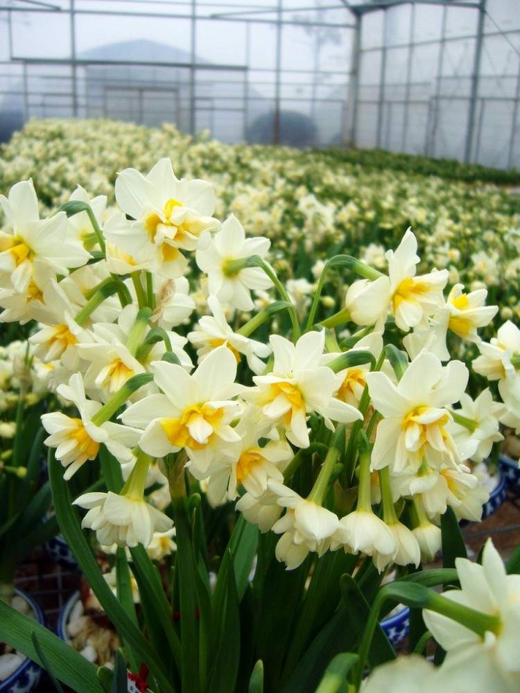 "凌波仙子"正当时,这样养水仙才是真高手! | 花博士小课堂