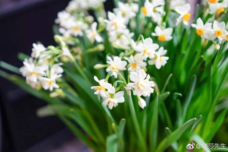 水仙花园林用途,月季园林用途_大山谷图库