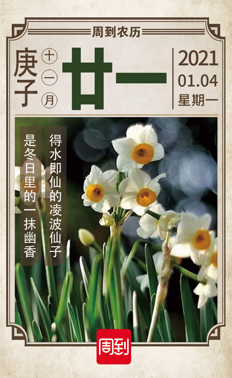 农历中国 十一月廿一 水仙花 周到上海 农历中国 十一月廿一 水仙花 周到上海
