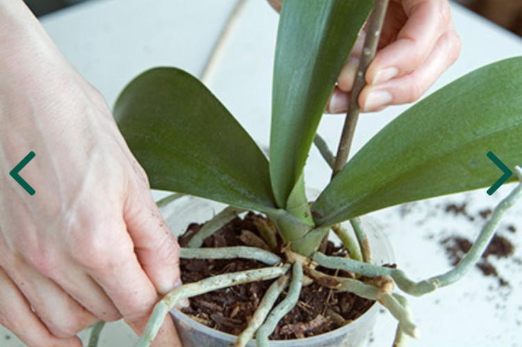 蝴蝶兰,大花蕙兰,草兰……它们都是什么兰? | 花博士小课堂