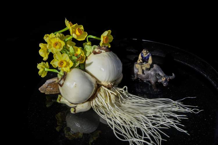 拿着手术刀将水仙雕刻出了花篮大象造型?