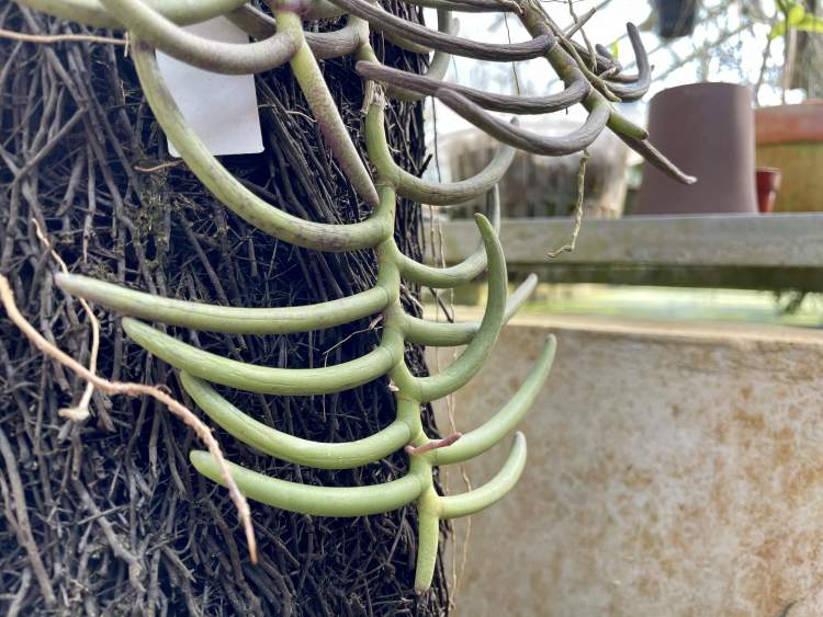 牛角隔距兰,花叶紫金牛,矮牵牛……上海植物园年宵花展明开幕