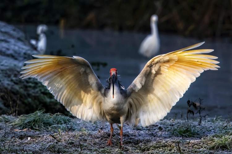 登上春晚舞台的朱鹮太美关于它你了解多少