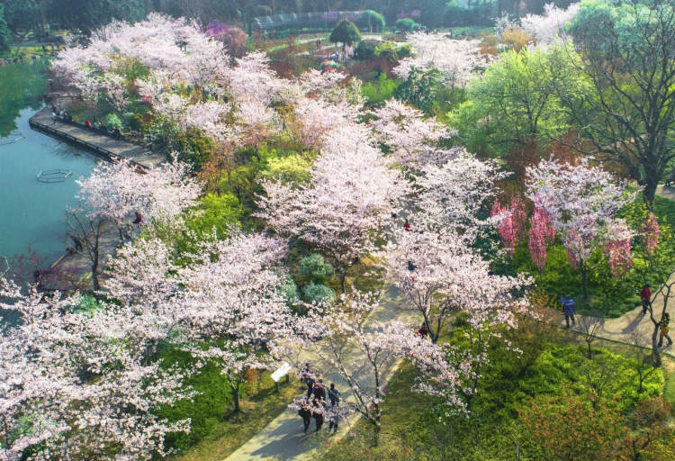 靠"颜值"成为全世界栽培最广泛的樱花品种