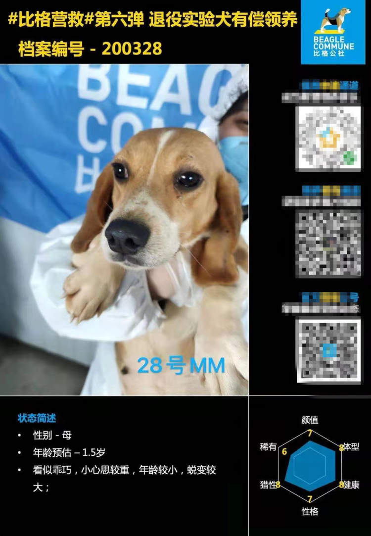 260只比格实验犬 和它们被翻盘的 狗生 周到上海 260只比格实验犬 和它们被翻盘的 狗生 周到上海