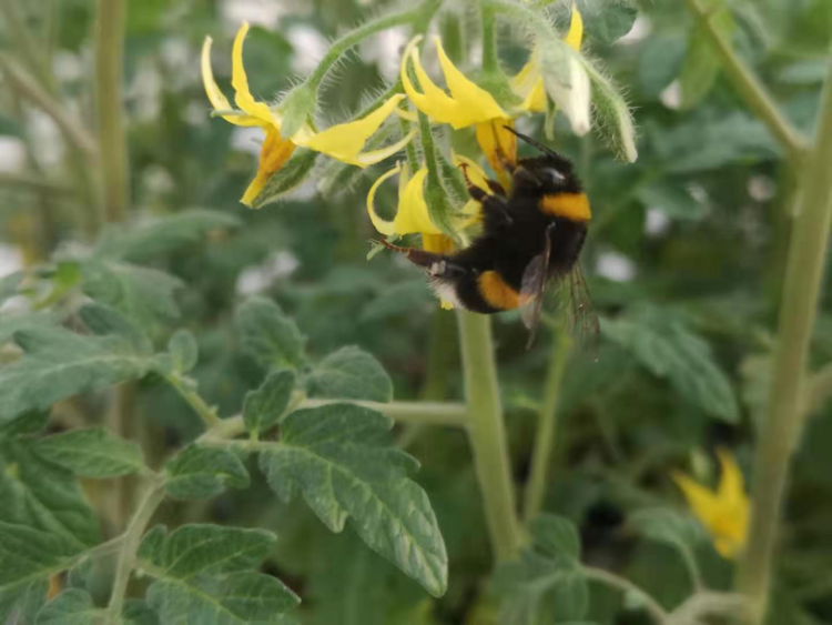熊蜂给口感番茄授粉,枝上自然成熟