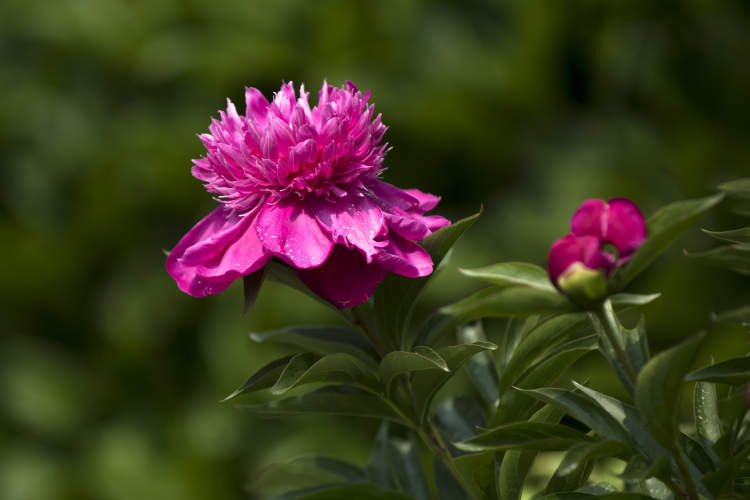 上海春季最大综合性花展4月2日开幕 在奉贤 黄浦 徐汇 崇明首设分会场 周到上海