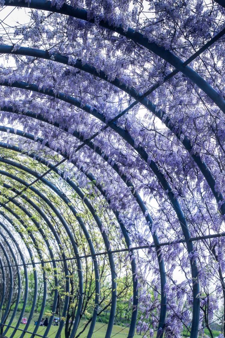 嘉定紫藤园,东平森林公园,闵行古藤园,上海植物园,辰山植物园等紫藤是