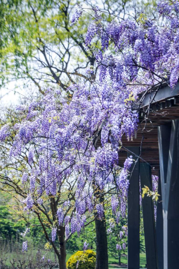上海嘉定紫藤园开花期图片