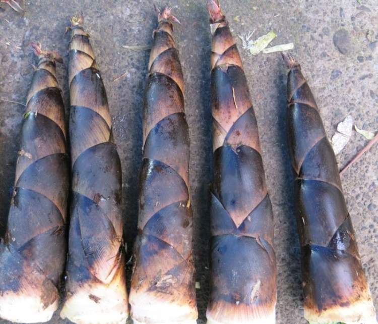 黄甜笋,哺鸡笋,高节笋…4月末菜市场"c位",价跌谷底,尝最后一波春笋的