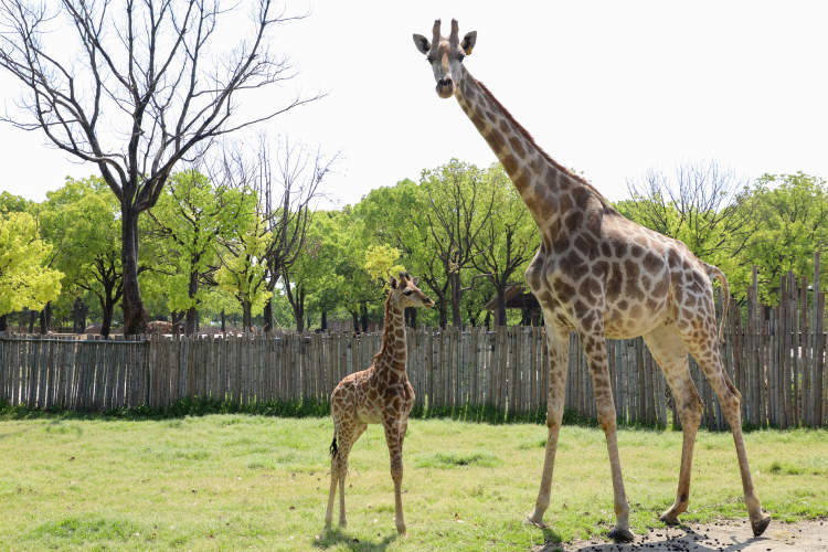 兩大動物園添丁上海動物園生了斑鬣狗寶寶野生動物園生了長頸鹿寶寶