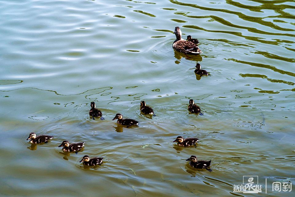 这些刚出生不久的小野鸭,头部和身上夹杂着黄色和深褐色的绒毛,看上去