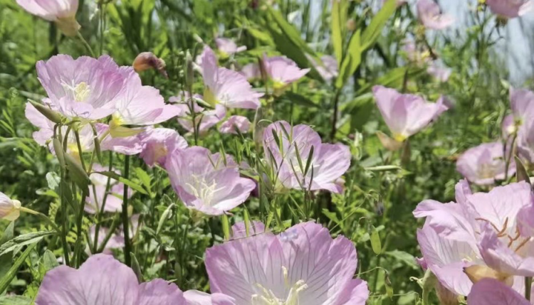 一转眼 上海到了展望入夏的时候了 今年是否提前入夏 看5月11日前后气温变化 周到上海 一转眼 上海到了展望入夏的时候了 今年是否提前入夏 看5月11日前后气温变化 周到上海