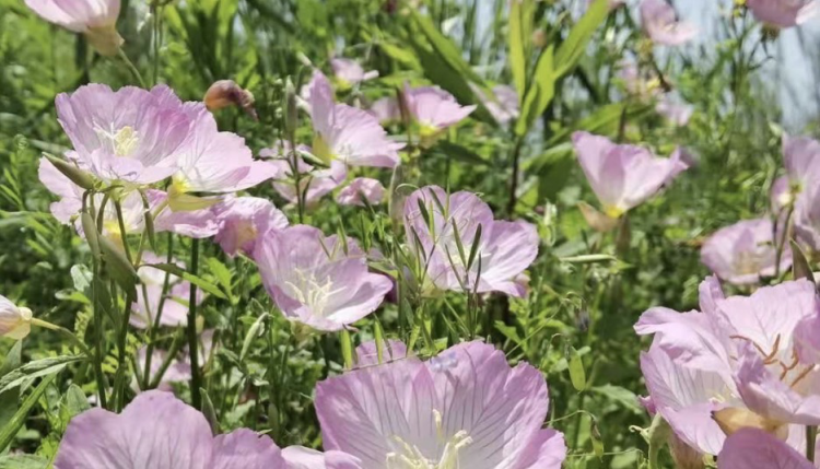 一转眼 上海到了展望入夏的时候了 今年是否提前入夏 看5月11日前后气温变化 周到上海