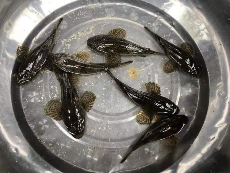 壮实河虾,鲜嫩白水鱼,肥硕塘鲤鱼…沪上野生河鲜绝版!