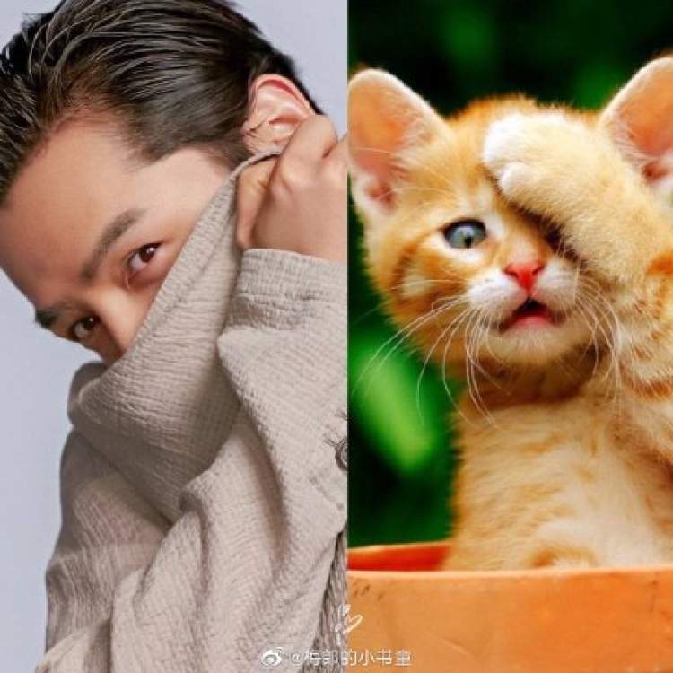 胡歌竟然演了一只猫!自曝"当了11年铲屎官",难怪如此神似