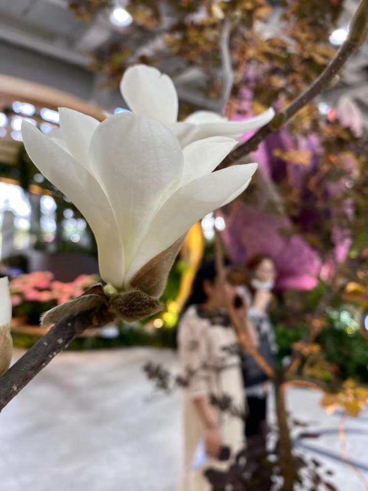 花期定了闹钟 上海市花白玉兰今天盛开花博园 7月1日将再次盛开 魔都花语 周到上海