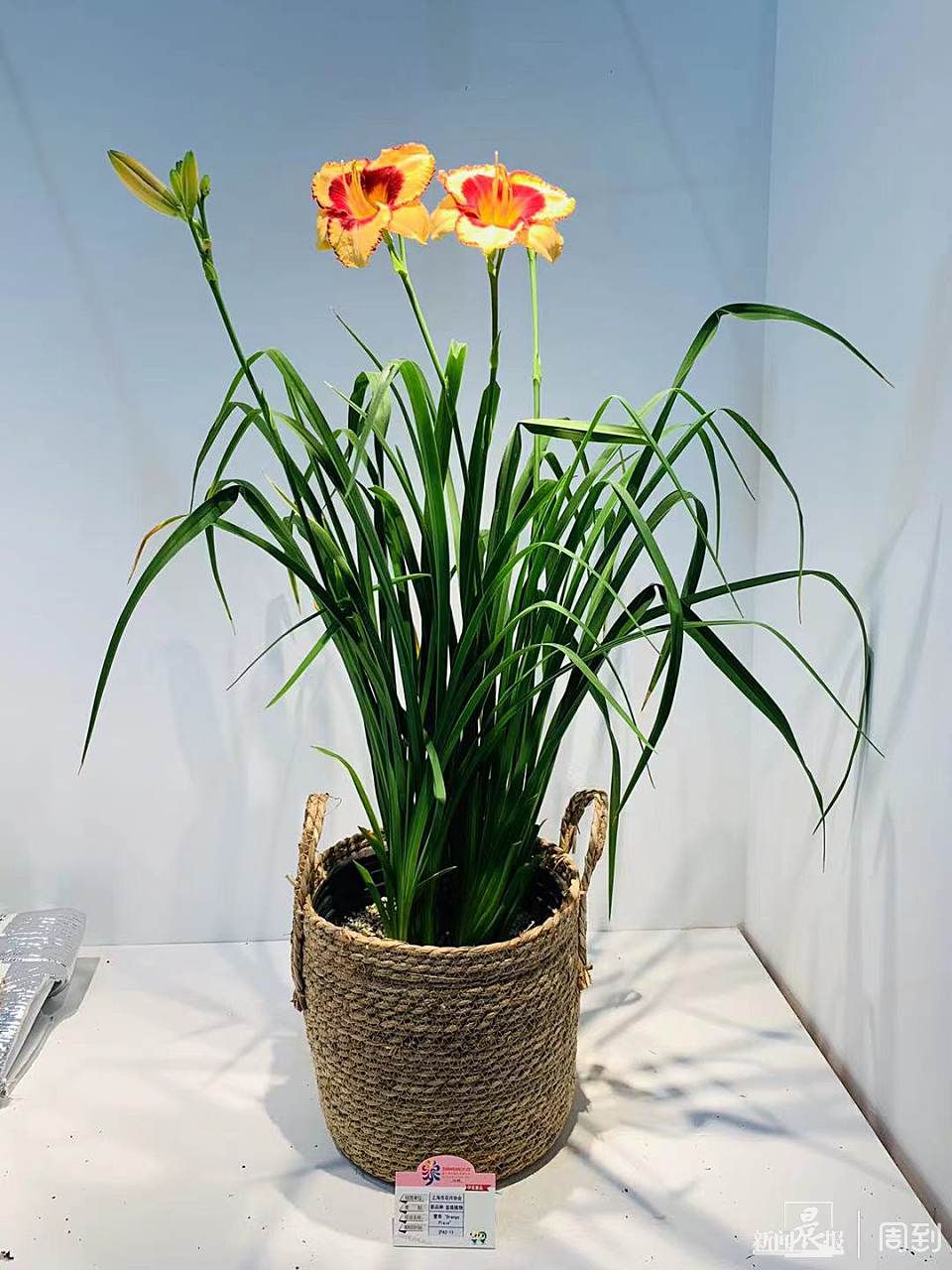 上应大科研团队历时两年潜心培育,"中华母亲花"萱草亮相第十届中国花