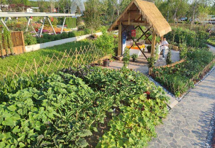 花博会里唯一的菜园!专家设计的"阳台菜园",来抄作业