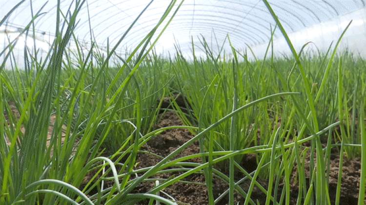 50元一斤仍供不应求天价沙葱引发购买热潮这份吃货指南请收好