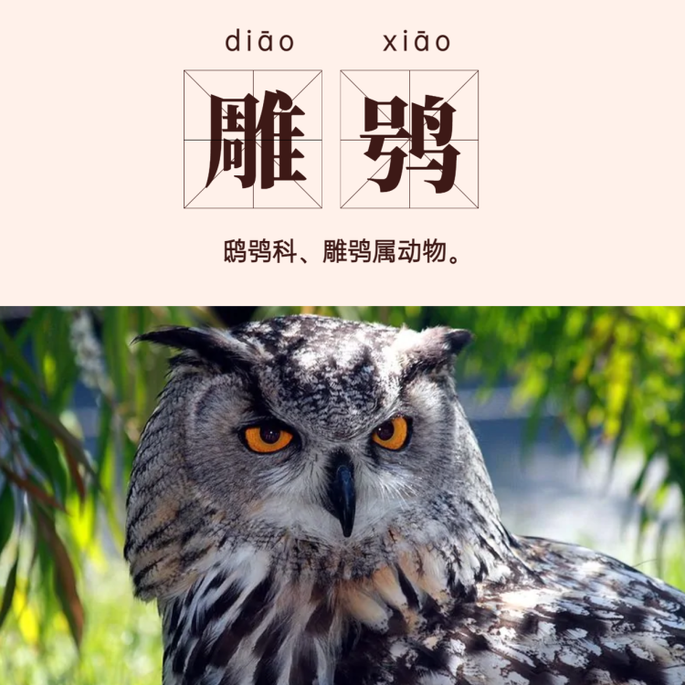 网友表示,一边看剧一边学到了不少生僻字,比如雕鸮